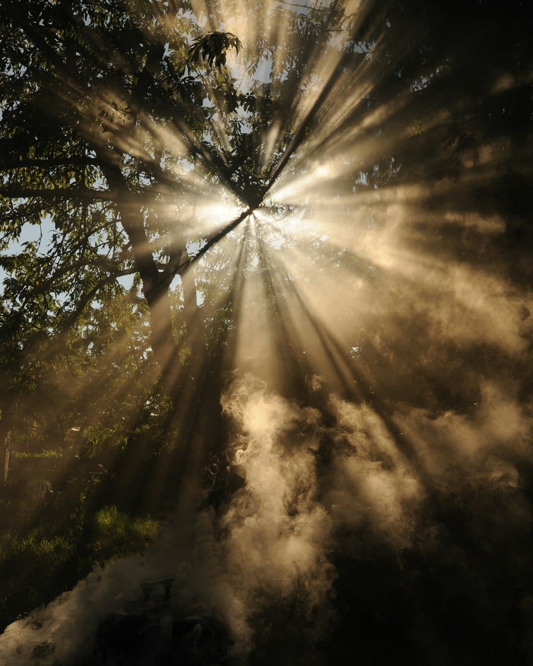 Sunlight breaking through trees, representing the rapid relief of Accelerated Resolution Therapy